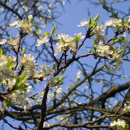 Vakantiewoning De Berkeboom